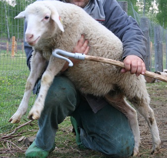 Крюк пастуший KERBL 2722 для ловли овец за ноги