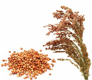 Семена Суданской травы "Юбилейная-2" (1 кг. фас.)