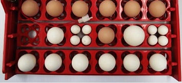 Лоток для инкубатора ЛТ2 на 36 куриных яиц, пластик, механизм поворота - качели